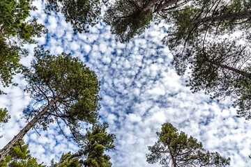 south of Turkey; fog, larch forests, clouds and valleys...