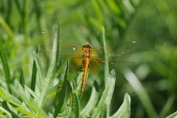 dragonfly resting on a leaf
