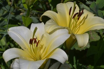 white and yellow lilies