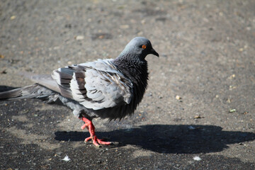 Closeup of a chubby little pigeon standing on the ground, casting a shadow on a sunny day