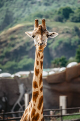 Rothschild giraffe in ZOO.Giraffe in front of green trees looking in to camera. Funny giraffe face. Front view of giraffe against green blurred foliage. Wild animal portrait space for text