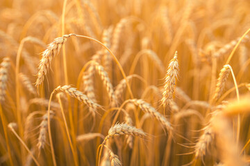 Ripe golden ears on a farm field. Background texture with selective focus.