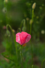 A pink poppy flower. A medicinal plant. The focus is soft, the background is blurred