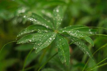 Grass after rain. Green lupine leaf with water drops. Natural summer green background