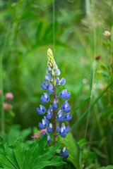 Summer meadow with blue lupine flower in the rays of the evening sun. The background is blurry