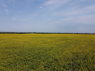 Obraz premium A picturesque field of sunflowers under a blue sky, aerial view. A farm field on a hot summer day, landscape.