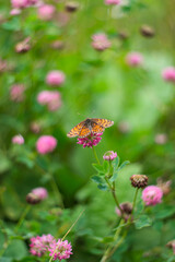 An orange butterfly sits on a pink clover flower. Close-up and selective focus. Natural summer green background. Copy space. Artistic poster