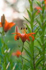 Orange lily flowers  in full bloom on a summer blurred background. Selected focus, shallow depth of field. Natural green background. Art poster, wallpaper