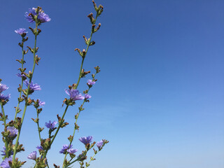 Branches of blooming chicory on a blue sky background
