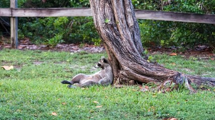 Funny raccoon slouching on a tree © Jaimie Tuchman