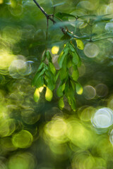 Maple branch with young seeds on a summer blurred background. Selected focus, shallow depth of field. Natural green background. Art poster, wallpaper