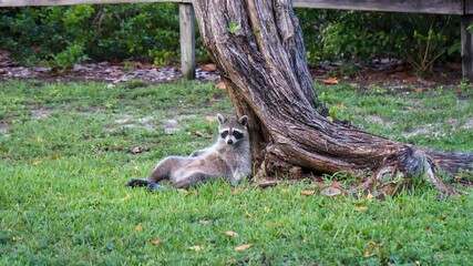 Funny raccoon slouching on a tree