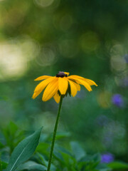 Rudbeckia hirta yellow flower on a green blurred background. Soft focus, shallow depth of field. Artistic poster, postcard