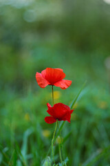 Two red poppy flowers. A medicinal plant. The focus is soft, the background is blurred