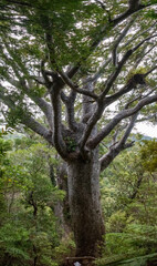 Fototapeta na wymiar One of very view famous ancient Kauri trees