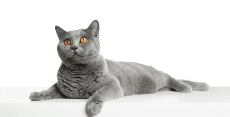 Adorable grey British Shorthair cat on white background