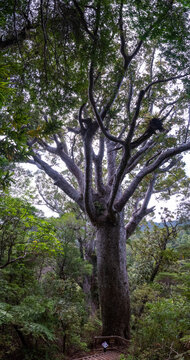 One of very view famous ancient Kauri trees