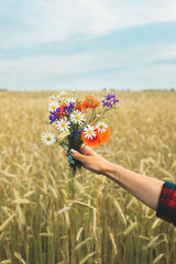 Hand of a young woman holding a wild flower bouquet. Summer day. Beautiful floral background with copy space. Wheat field. Gathering wildflowers