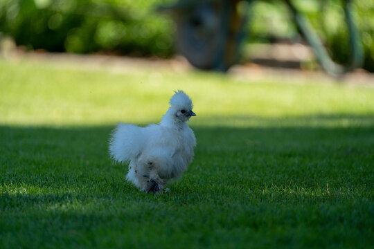 Silk chicken hens (silkie - Wugu-ji - Chinese silk chicken) on a beautifull green grass near a farm with various silk chickens in different and beautifull colours on a sunny day