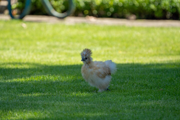 Silk chicken hens (silkie - Wugu-ji - Chinese silk chicken) on a beautifull green grass near a farm with various silk chickens in different and beautifull colours on a sunny day