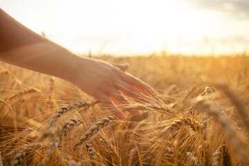 hands in a wheat field. Ripe barley against the backdrop of sunset. Love of nature, grain harvest...