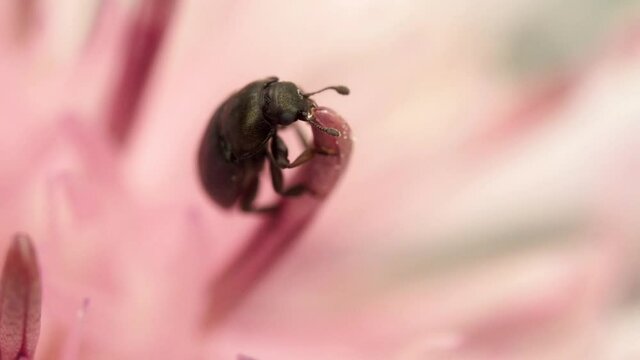 extreme Makroaufnahme: Pflanzensch&auml;dling Rapsglanzk&auml;fer &ndash; Brassicogethes - frisst am Staubblatt einer Bl&uuml;te