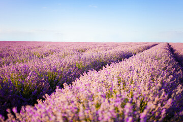 Fototapeta na wymiar lavender field at sunset. Flowers with essential oil. Agricultural business. A flowering purple bush. Bees pollinate the flowers. Sunlight, blurry background. Large plantations sky