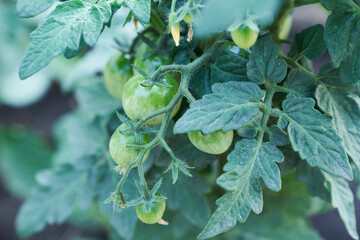 Close up of Cherry tomatoes are ripen on a branch in the greenhouse. Gardening and return to subsistence farming. High quality photo