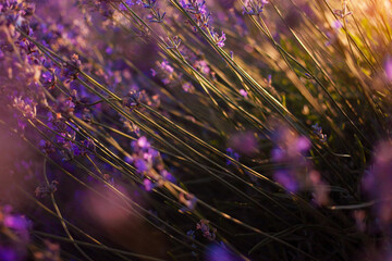 Fototapeta premium lavender field at sunset. Flowers with essential oil. Agricultural business. A flowering purple bush. Bees pollinate the flowers. Sunlight, blurry background. Large plantations close up