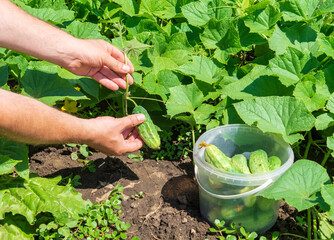 Farmer collects ripe cucumbers in the garden. Harvesting concept. Close-up of the hands of an agronomist during work