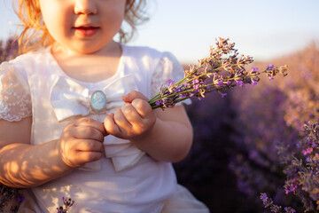 a child in a lavender field. The girl enjoys the smell and beautiful flowers. Purple bushes with...