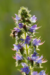 upright shot of the tip of a viper's bugloss flower in its purple bloom and a bee brightened by backlight from the sun