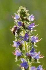 upright shot of the tip of a viper's bugloss flower in its purple bloom and a bee brightened by backlight from the sun