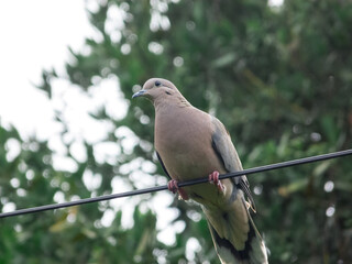 Dove on a wire