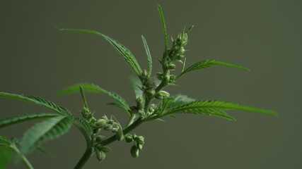 Macro photo of cannabis seeds and leaves,hemp on green background.Close-up of marijuana leaves.Growing organic medicinal hemp.Production of oils,cosmetics and textiles from hemp.Natural background.