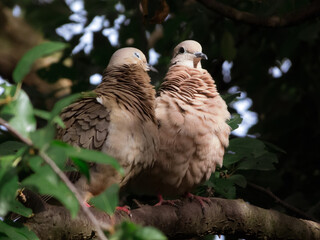 Couple of doves in a branch