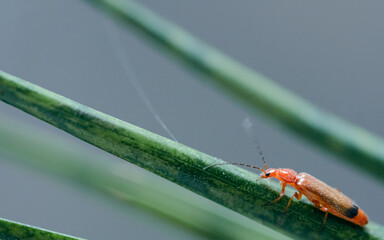 A Common Red Soldier Beetle, Rhagonycha fulva on a plant