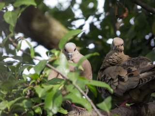 Couple of doves in a branch