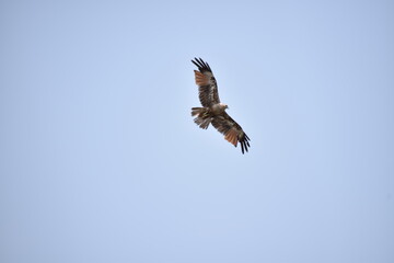 osprey in flight