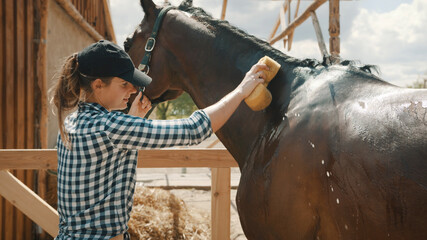 Horse owner giving a bath to her seal brown stallion in the stable. With a sponge rubbing the neck of her horse. Sunlight hitting the shiny horse coat. Girl dressed in a checked shirt and wearing a