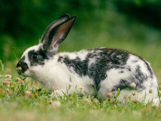 rabbit on the grass