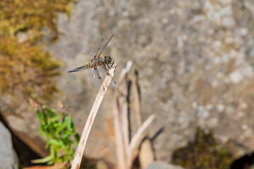 Dragonfly - Odonata with outstretched wings on a blade of grass. In the background is a beautiful bokeh created by an  lens.