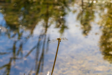 Dragonfly - Odonata with outstretched wings on a blade of grass. In the background is a beautiful bokeh created by an  lens.