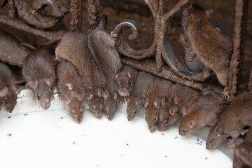 Holy rats drinking milk in the famous Indian Karni Mata temple, Deshnoke near Bikaner, Rajasthan state of India. It is also known as the Temple of Rats