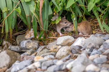 Naklejka na ściany i meble Brown rat. Rattus norvegicus. Common rodent foraging.