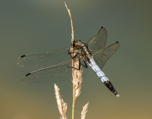 Ważka przytulona do trawy dragonfly - obrazy, fototapety, plakaty