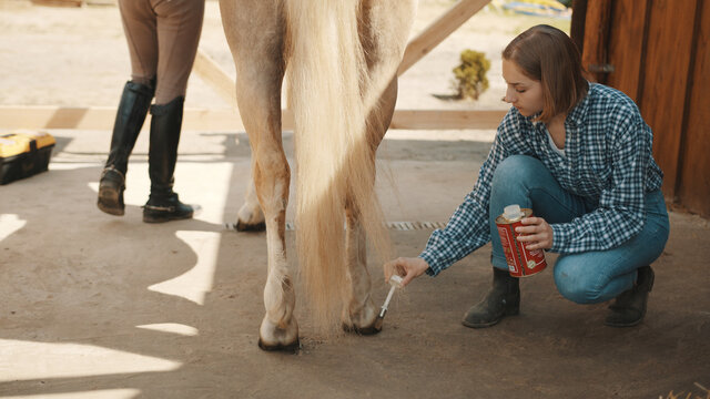 Female horse owner applying protecting oil to her Palomino horse's hoof. Taking care of horse hoof.Light brown horse with a blonde tail. Hoof care. Grooming and taking care of pet horses. - Powered by Adobe