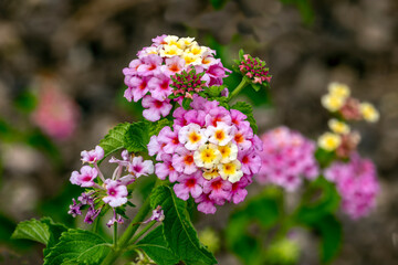 Variegated Lantana 2