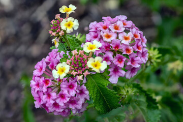 Obraz premium Variegated Lantana 9