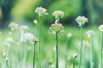 Fototapeta premium Nature background. Selective focus. Close up. 